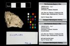Foto (Objekt + Etikett) von Goniodromites sp.  (NHMW-GEO-1990-0041-4416)